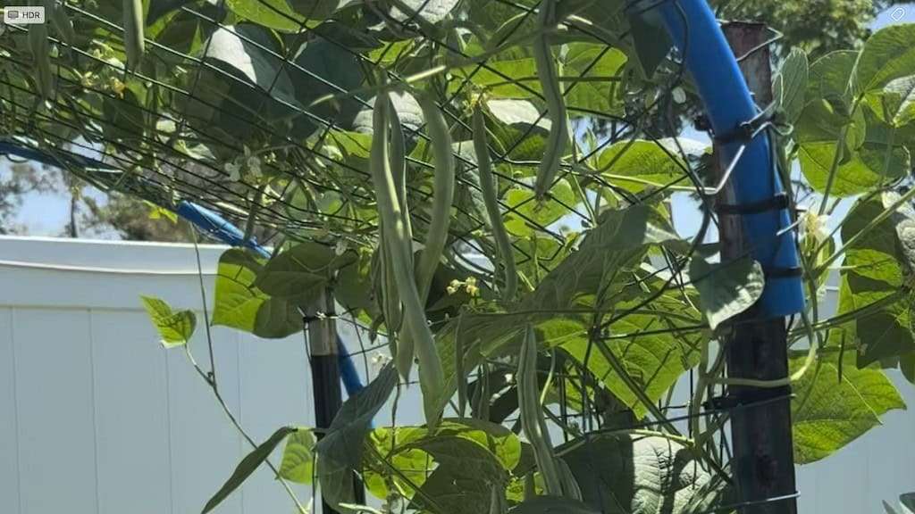 Green pole beans